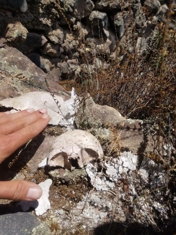 crâne d'enfant retrouvé dans la citadelle d'Antaymarca