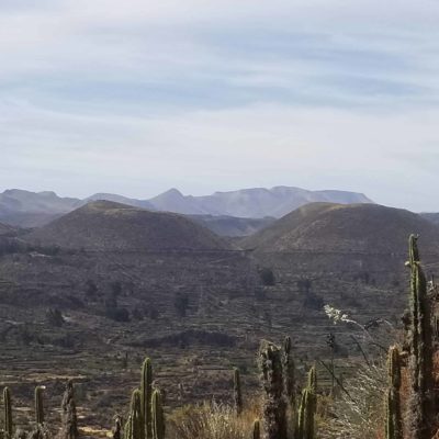 Histoires de lézards à deux queues au Pérou