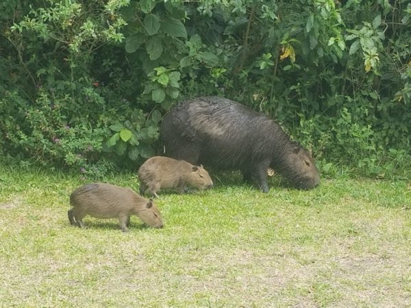 capybaras