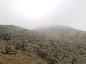 Cerro Mangón sommet dans la brume