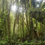 Chachapoyas forêt du tigre