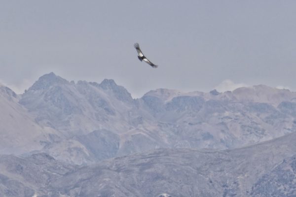 Condor volant dans le canyon du Colca