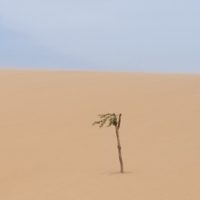 Arbre au milieu du désert de la Guajira en Colombie