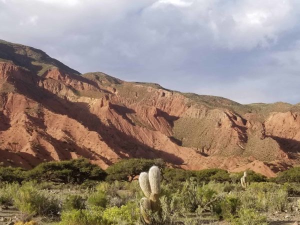 cactus dans le canyon de Florida