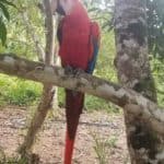 perroquet ara du Guaviare El Raudal