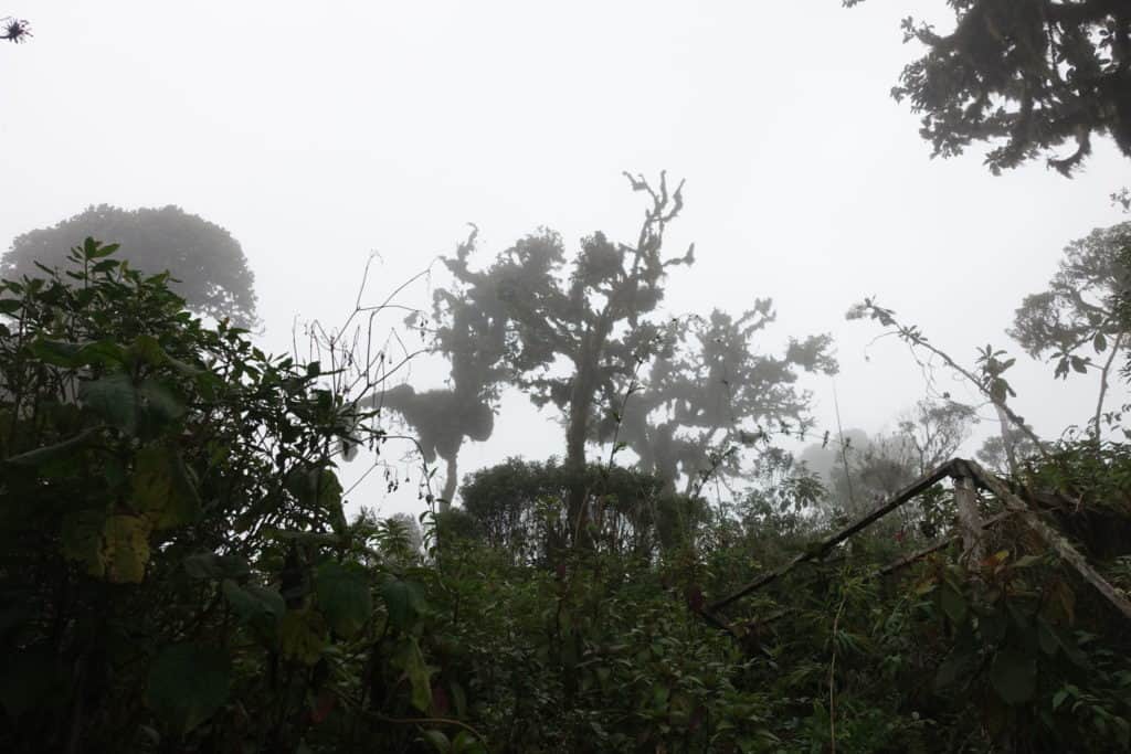 Huanacaure forêt embrumée