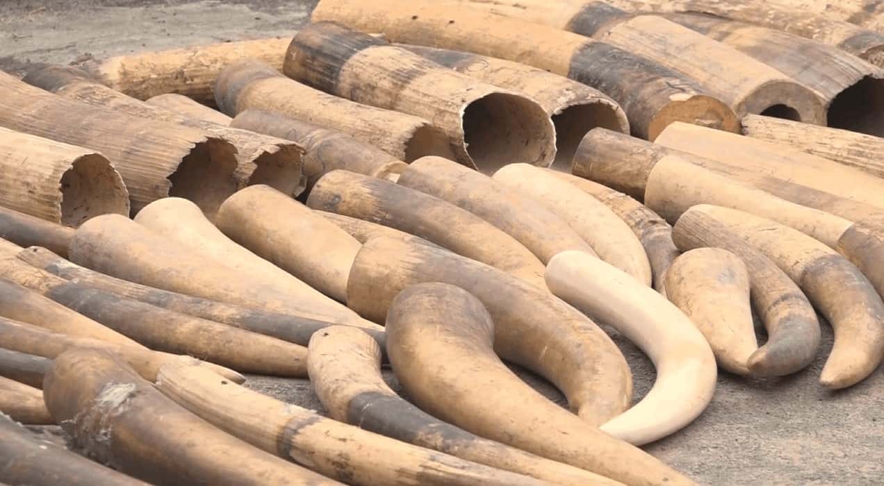 Ivoire saisi et exposé devant UCT