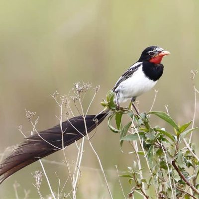 La réintroduction d’espèces disparues dans le parc Ibéra, Argentine : une aventure humaine