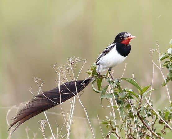 Lire la suite à propos de l’article La réintroduction d’espèces disparues dans le parc Ibéra, Argentine : une aventure humaine