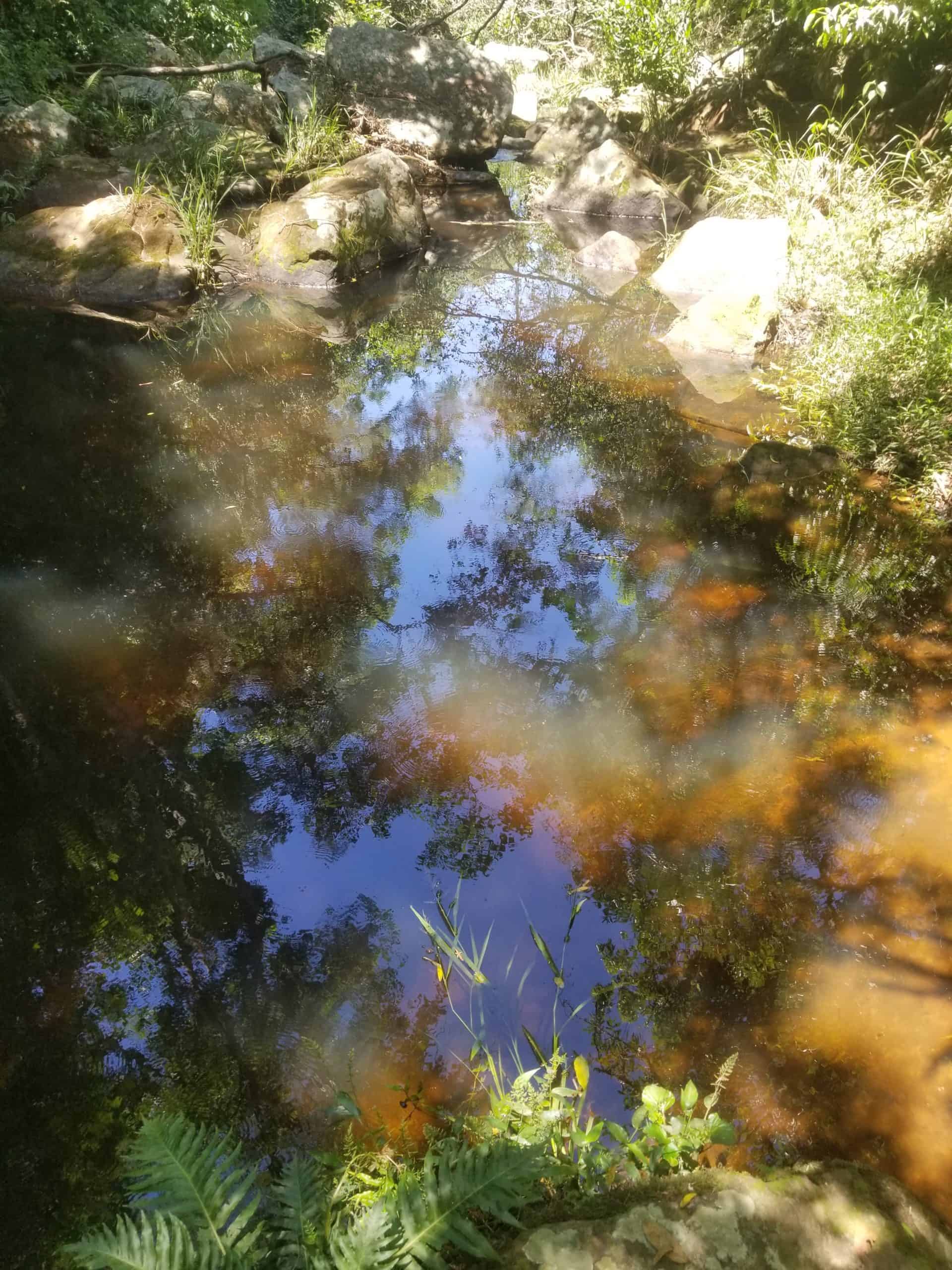 Reflet dans le ruisseau