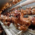 Poulet élevés en batterie