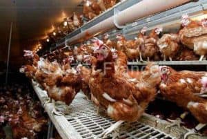 Lire la suite à propos de l’article La grippe aviaire déplume l’homme