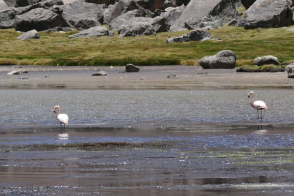 flamants roses dans l'eau au Sajama, Bolivie