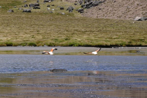 flamants roses en vol au Sajama, Bolivie