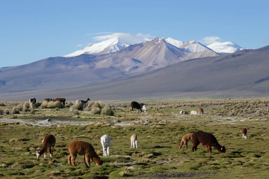 paysage de l'altiplano et llamas au Sajama, Bolivie