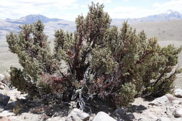 Grand arbre queñua au Sajama, Bolivie