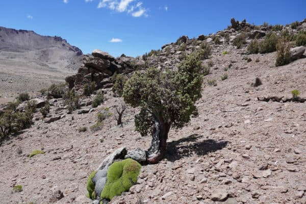 Arbre de queñua au Sajama