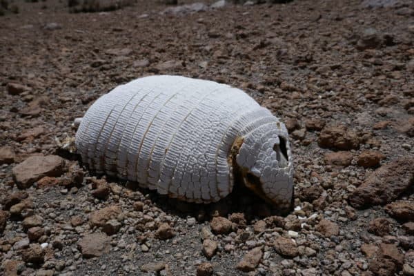 Squelette de tatou au Sajama, Bolivie