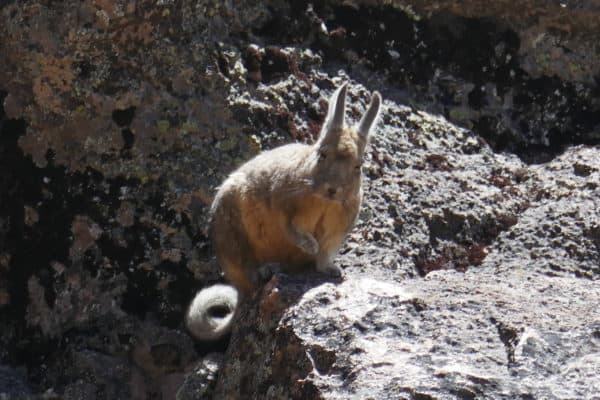 Viscache de près au Sajama, Bolivie