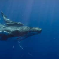 Baleine avec son baleineau