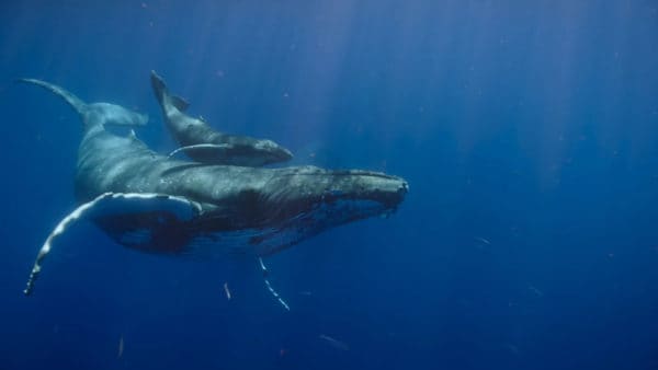 Lire la suite à propos de l’article La baleine