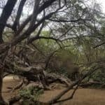 batan grande arbol milenario, un algarrobo