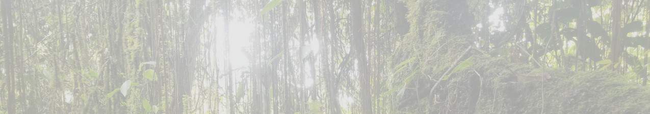 forêt del tigre chachapoyas