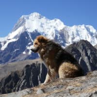 Chien dans la Cordillère de Huayhuash