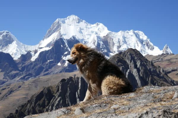 Chien Huayhuash