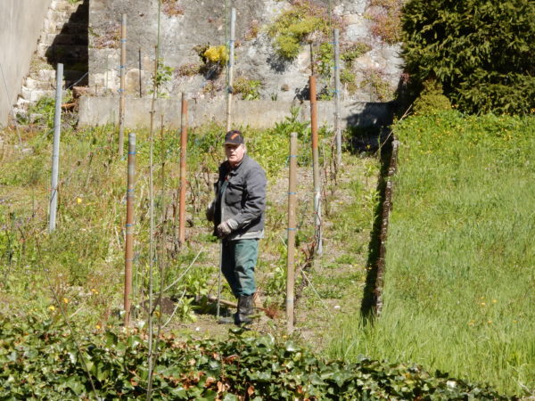 Le viticulteur suisse Daniel Chapuis dans les vignes