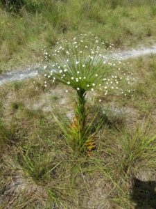 Fleur du Guaviare