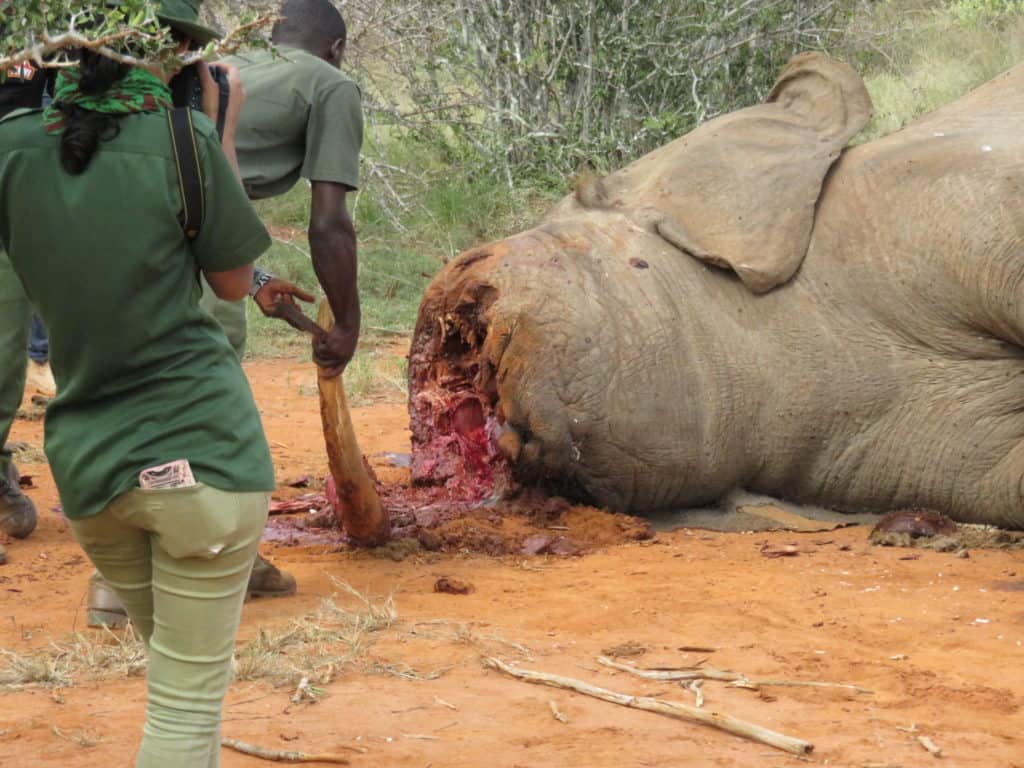 Elephant braconné dans le parc de Tsavo, Kenya