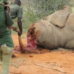 Elephant braconné dans le parc de Tsavo, Kenya