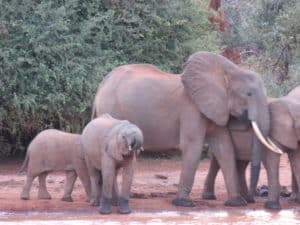 Lire la suite à propos de l’article Des géants décimés pour une poignée d’ivoire, les dessous du braconnage d’éléphants au Kenya