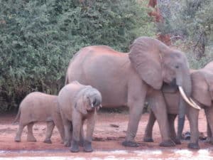 Eléphanteaux à Tsavo