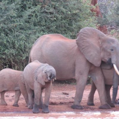 Des géants décimés pour une poignée d’ivoire, les dessous du braconnage d’éléphants au Kenya