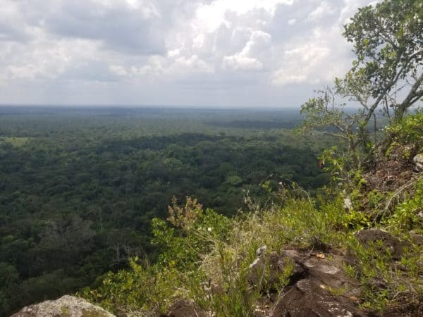 Vue forêt - Cerro Azul