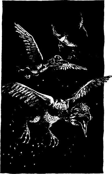 illustration