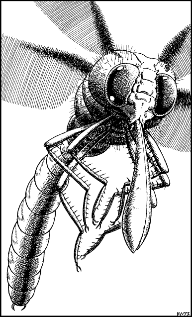 illustration