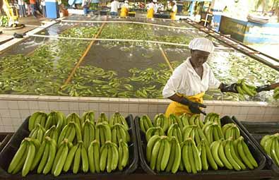 para-banane