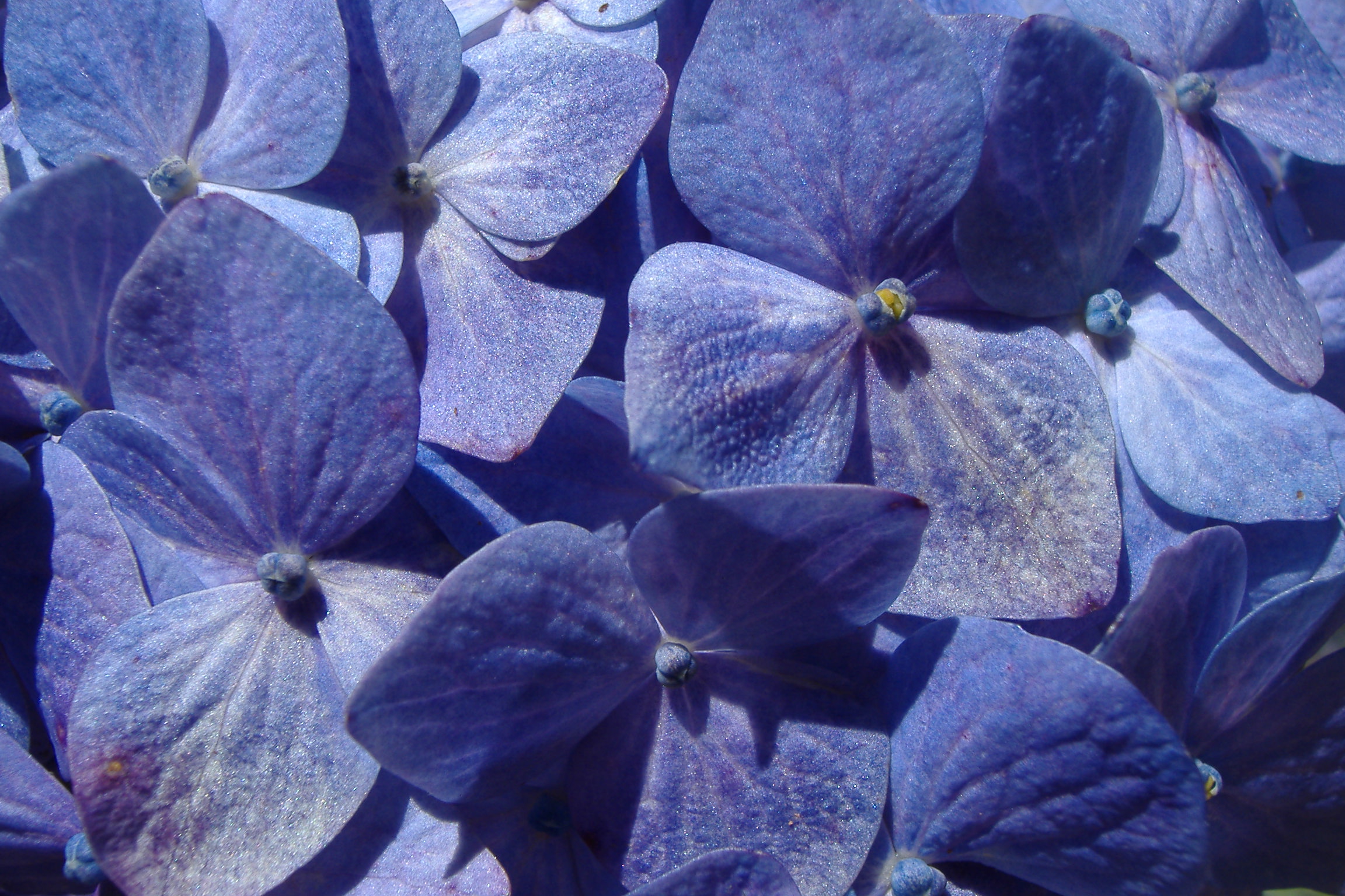fleur-colombie