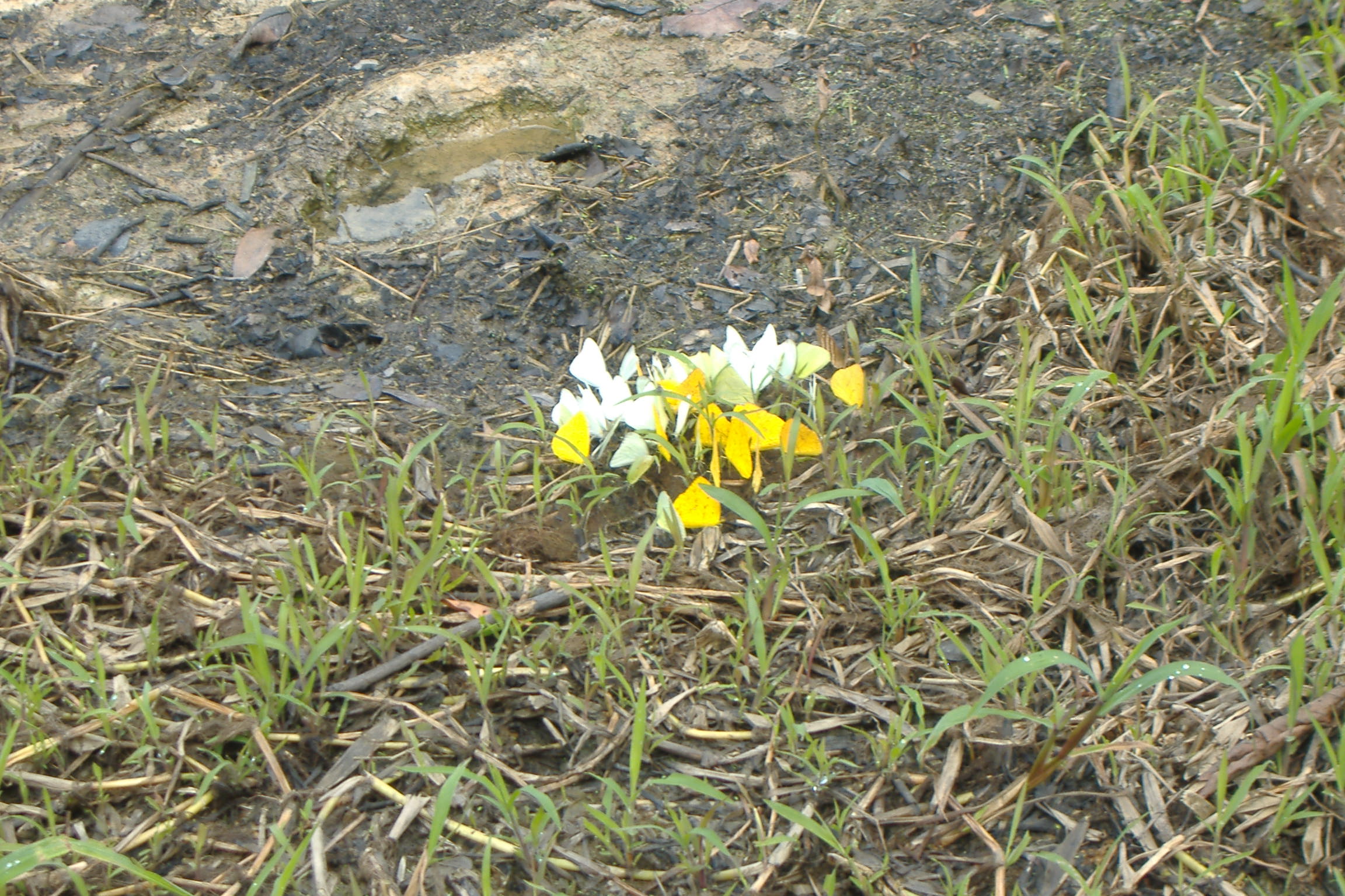 une réunion papillons