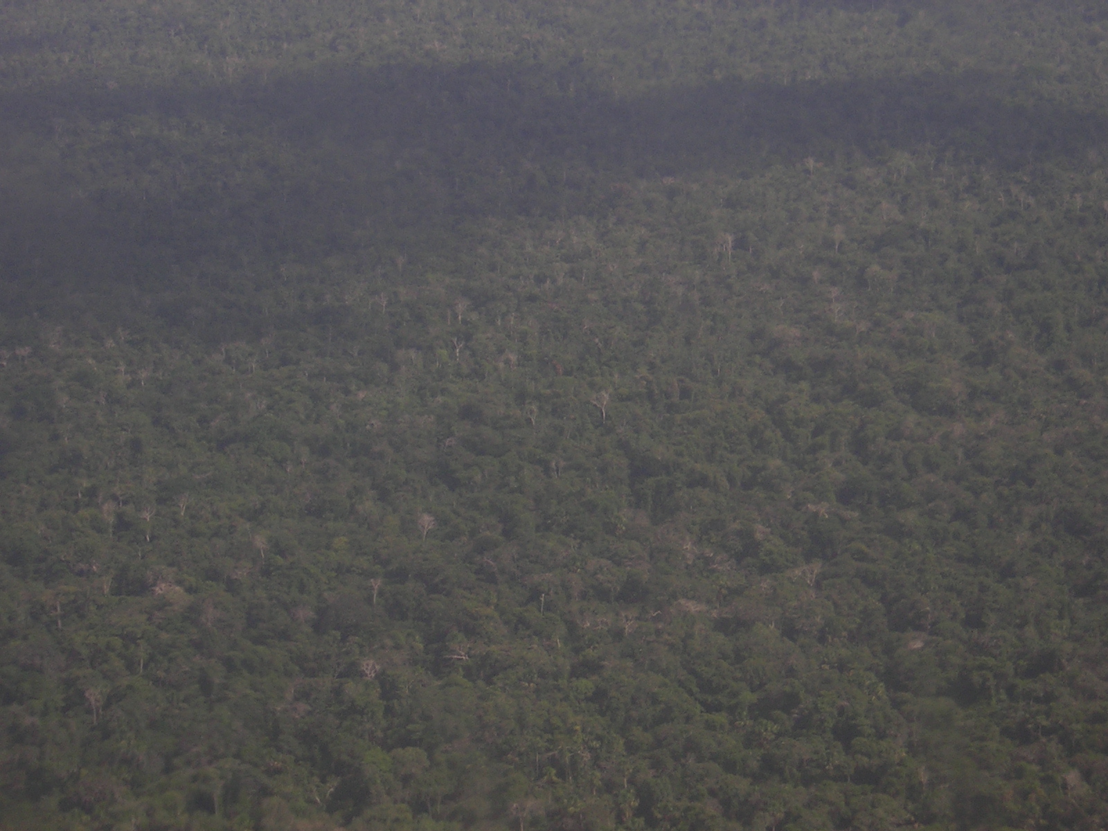 foret-amazonienne