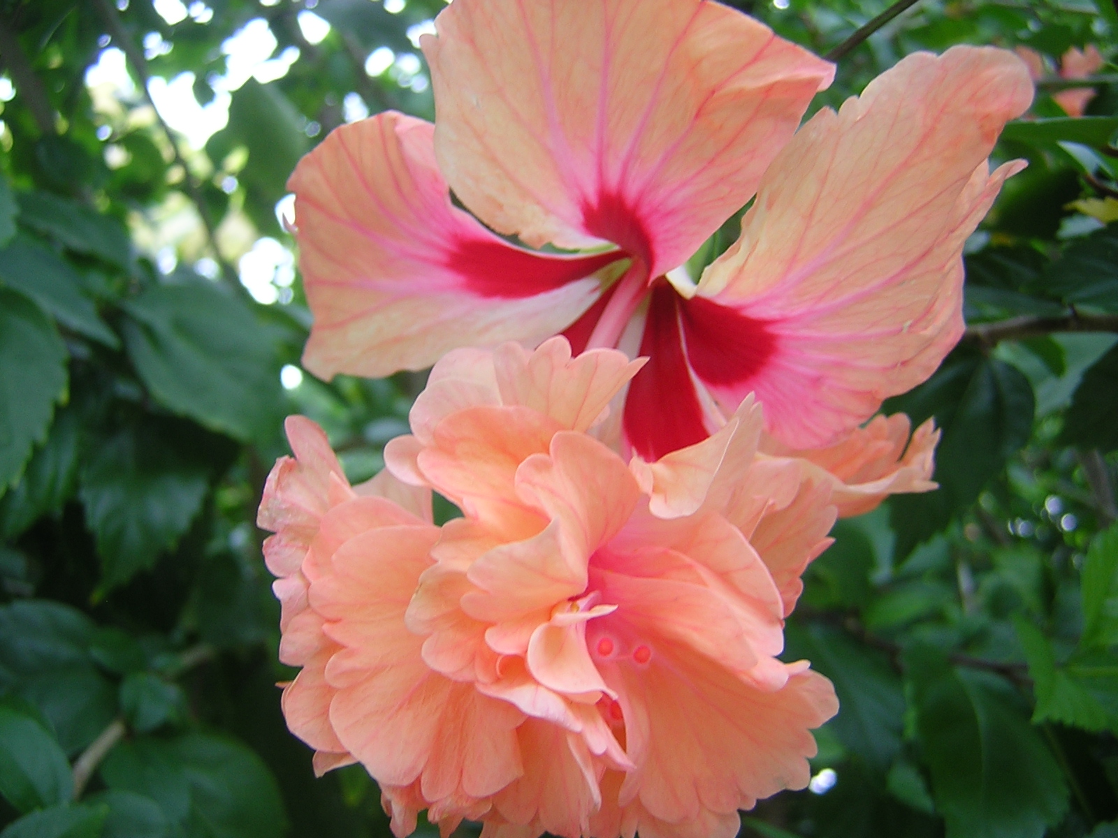 fleur