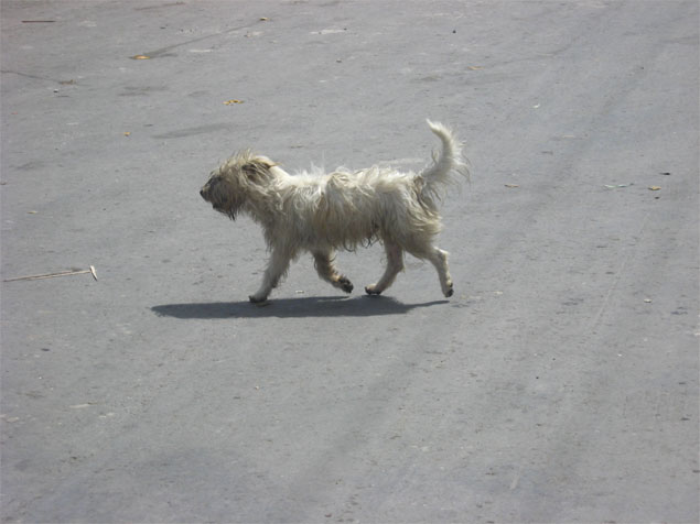 chien.jpg