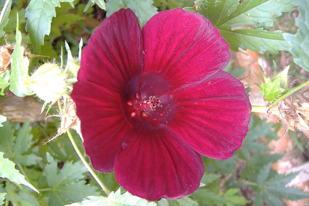 fleur.JPG