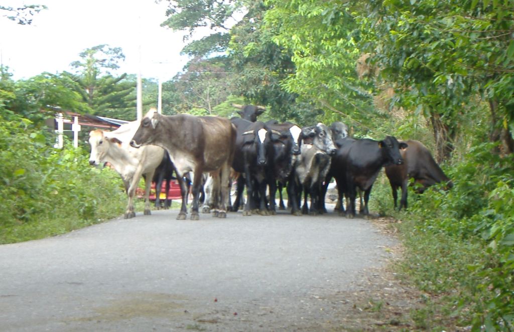 les-vaches.JPG